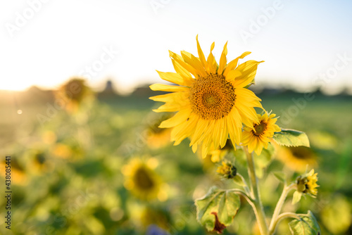 Die Sonne in der Blume