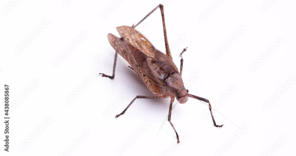Video of the sound of a “Giant katydid Video of the sound of a “Giant katydid