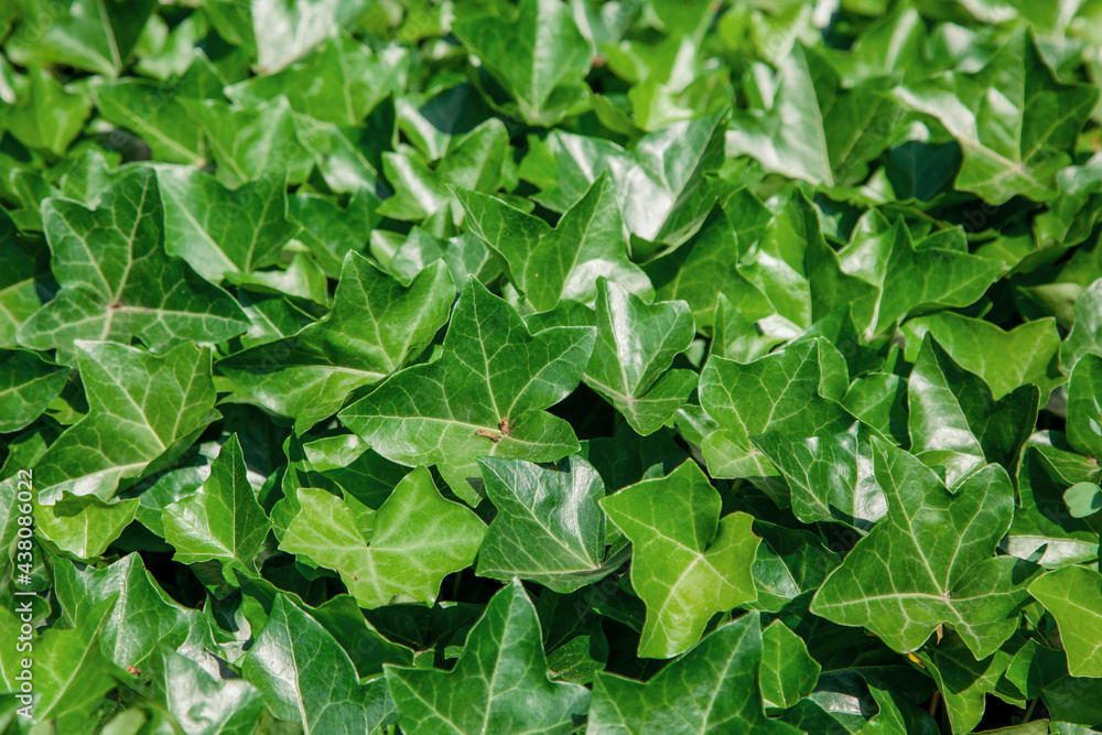 Green ivy leaves texture and background. Close up, Green ivy leaves texture and background. Close up,