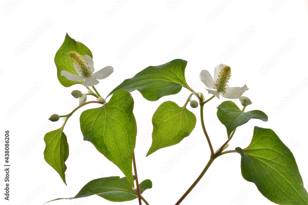 ドクダミの花
ドクダミの花