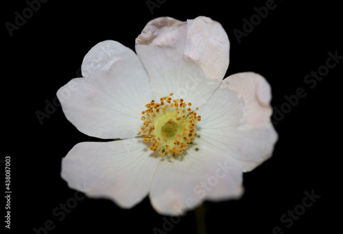 Wild white flower blossom close up botanical background rosa arvensis family rosaceae high quality big size print
