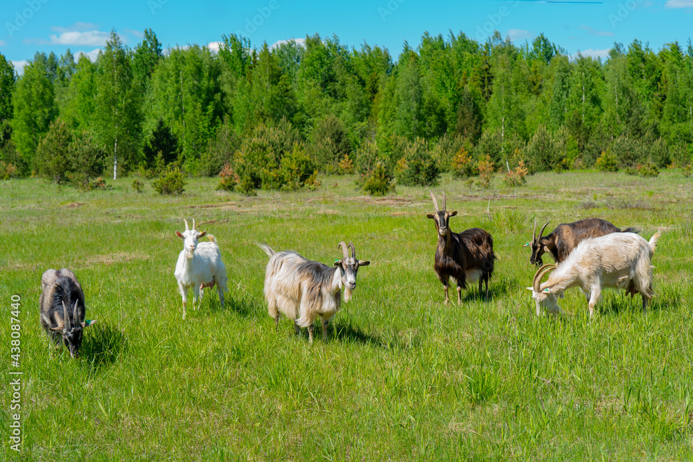 Goat pets graze on a green meadow. Pets on the farm. Goat pets graze on a green meadow. Pets on the farm.