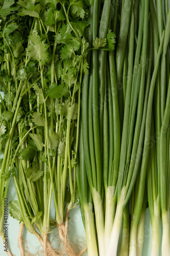 fresh green onions with coriander on an azure background