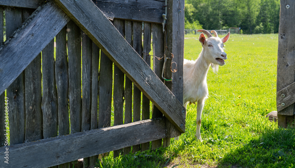Obraz premium A pet goat enters the wooden gate. Pets on the farm.