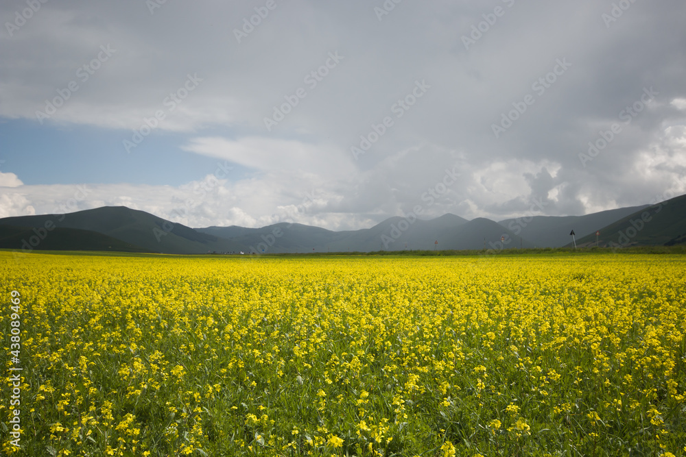 Panoramic view of cultivation of lentils in the Pian Grande during stormy day of spring