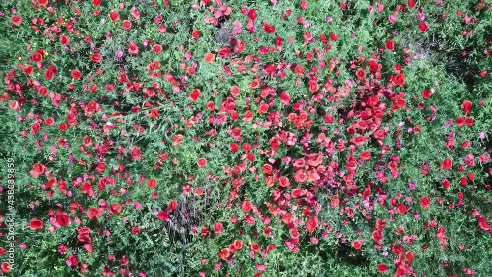 Agricultural summer landscape , low level drone flight through  a  strip of red  blossomed poppies field , next to wheat crop and blue cloudy serene sky.