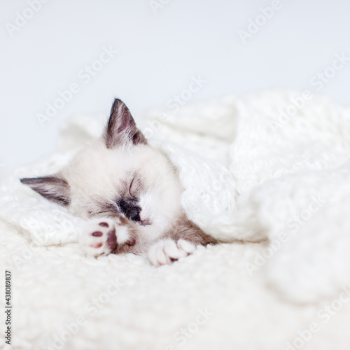 Kitten sleeping on white blanket © Tatyana Gladskih