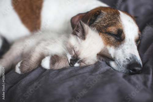 Dog and cat sleeping together