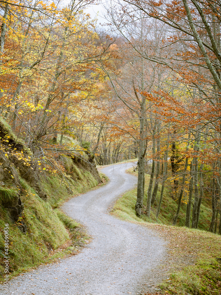 Appennino Tosco-Emiliano - Campigna - Strada sterrata nel bosco in autunno Appennino Tosco-Emiliano - Campigna - Strada sterrata nel bosco in autunno