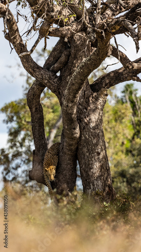 Leopard male climbing down a big tree