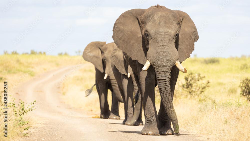African elephants walking down the gravel road