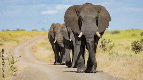African elephants walking down the gravel road
