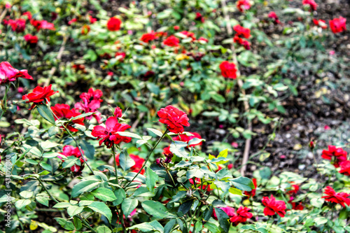 Red roses in the garden in Spain