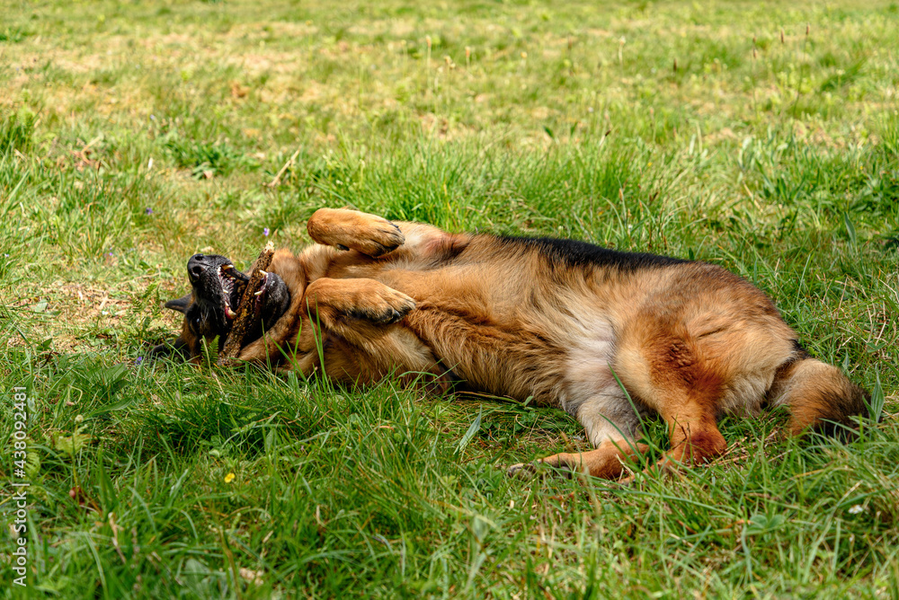 closeup, portrait, front of a German grass dog standing in the grass looking straight into the camera with its mouth ajar and the league out closeup, portrait, front of a German grass dog standing in the grass looking straight into the camera with its mouth ajar and the league out