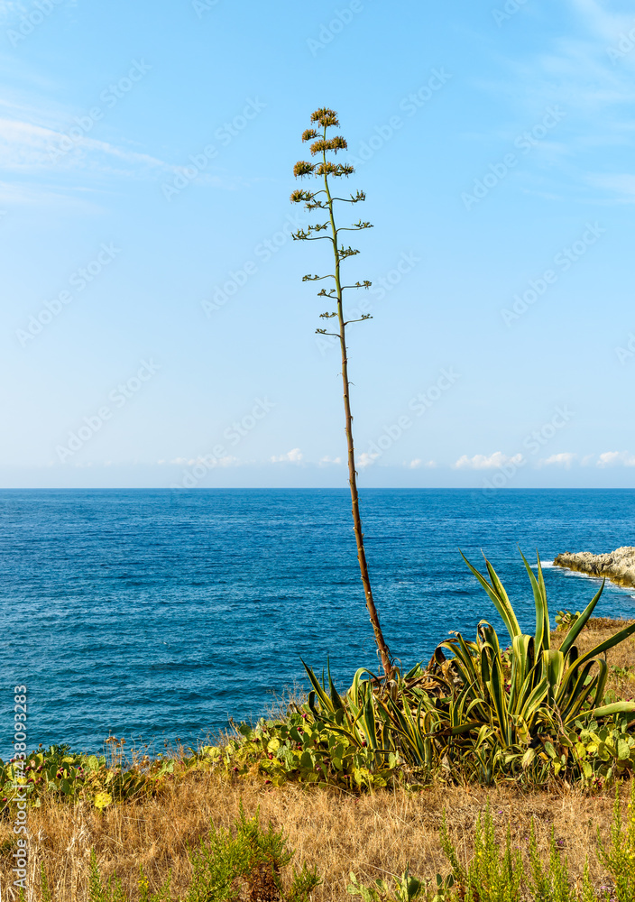 Agave americana plant in bloom on the shore of Mediterranean sea in Sicily.. Agave americana plant in bloom on the shore of Mediterranean sea in Sicily..