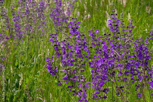Wild purple flowers Salvia Pratensis (known as meadow clary or meadow sage). Honey flowers.