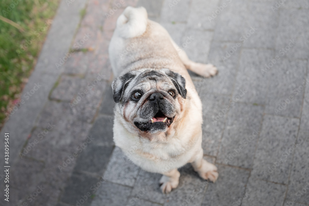 Old pug dog in the park