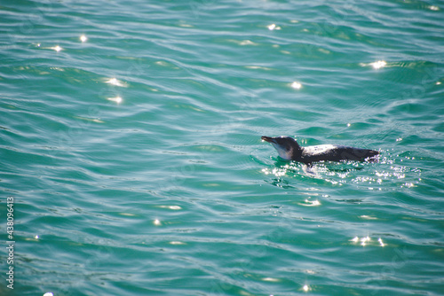 Penguin in water, Akaroa cruise ship, New Zealand