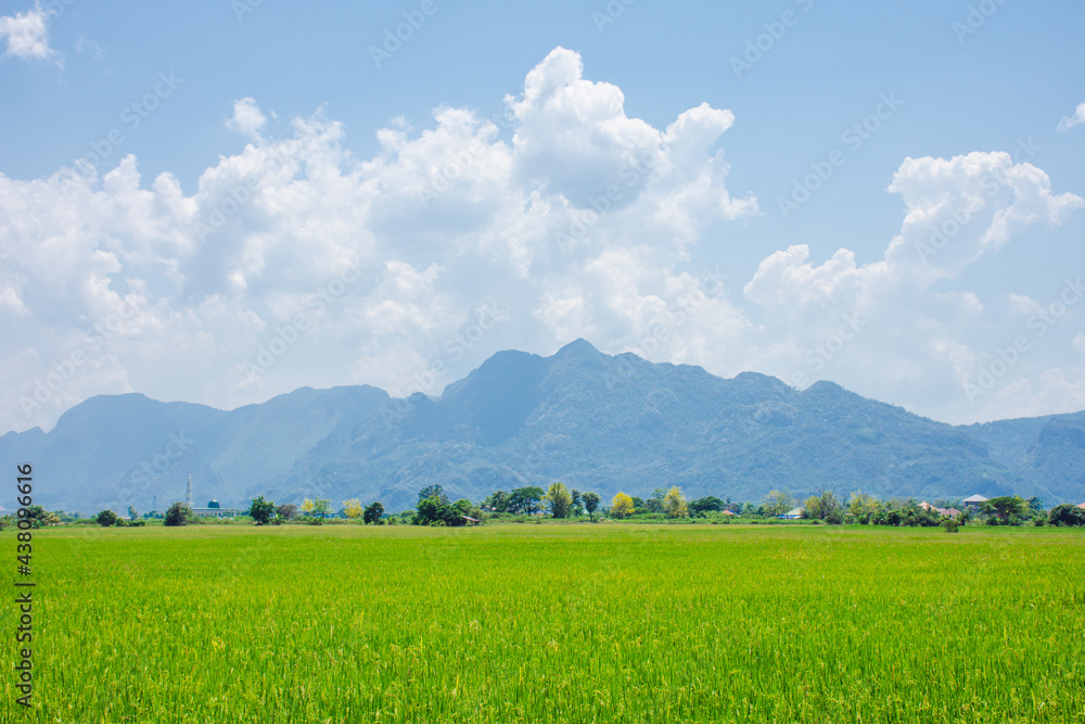 Green grassland blue grass on the farm Sky clouds cloudy backgrounds. Green grassland blue grass on the farm Sky clouds cloudy backgrounds.