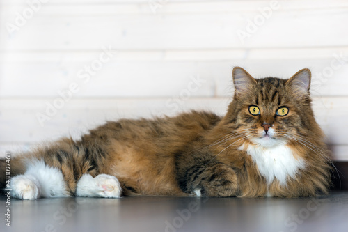 A full-length long-haired cat lies on the floor and looks at the camera © evgenydrablenkov