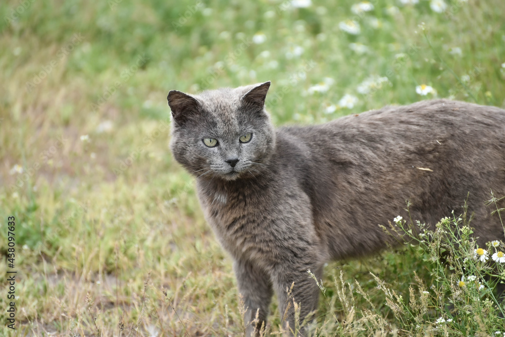 Grey cat resting outdoors in grass,wildlife photo