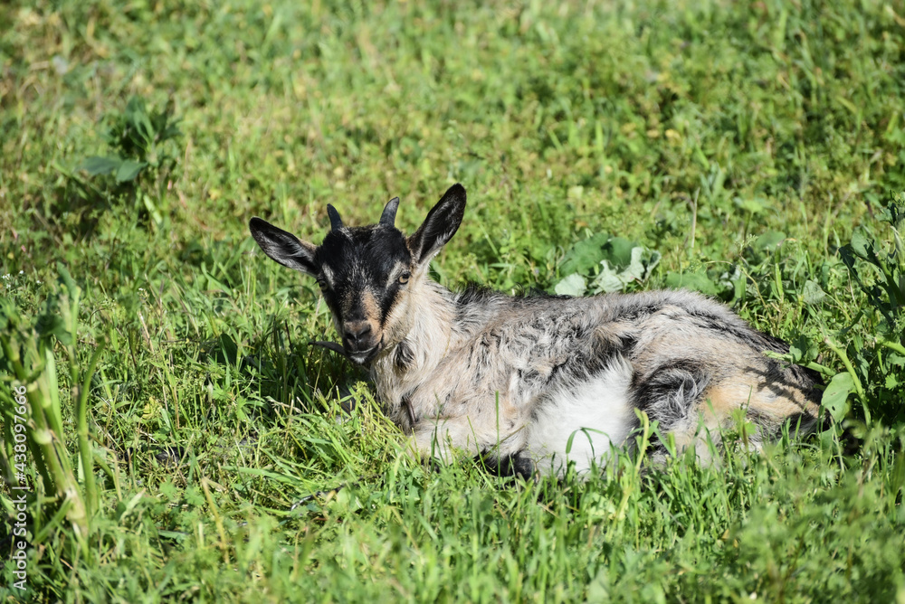 Fototapeta premium Black and white small goat resting outdoors, farming 