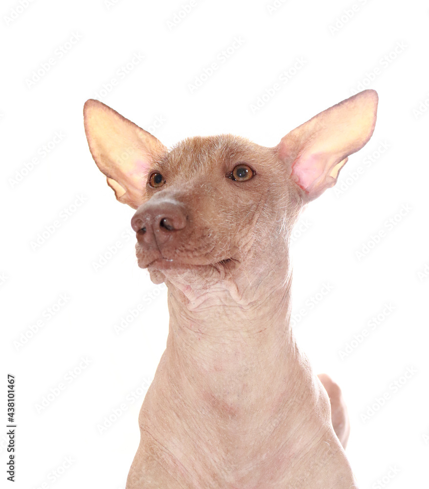 peruanischer nackthund, hund ohne haare