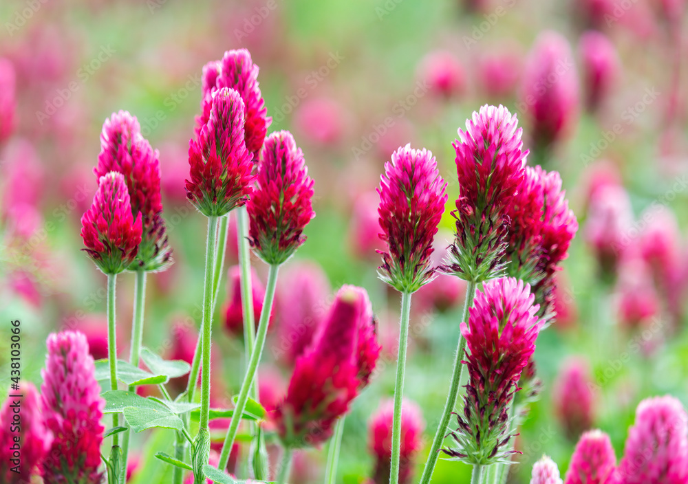 Close up red crimson clover, trifolium incarnatum flower field. Czech landscape Close up red crimson clover, trifolium incarnatum flower field. Czech landscape