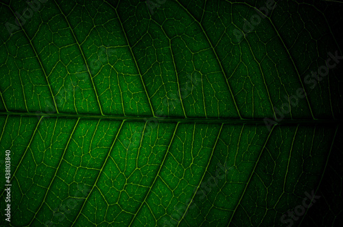 Close-up of green leaf background