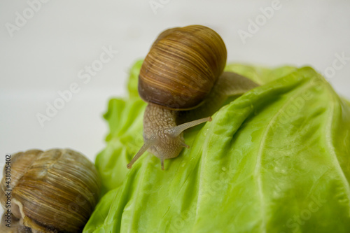 head of a grape snail close-up. Other snails in the background. clam on a cabbage leaf