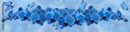 blue butterfly and blue orchid
