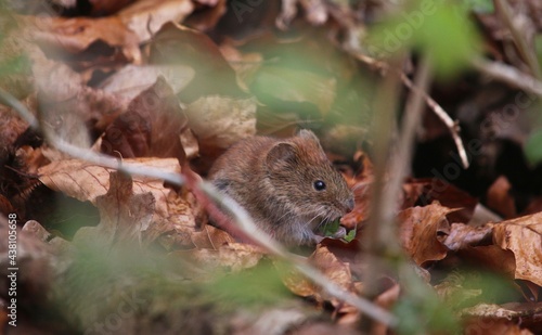 Maus in freier Wildbahn beim Fressen