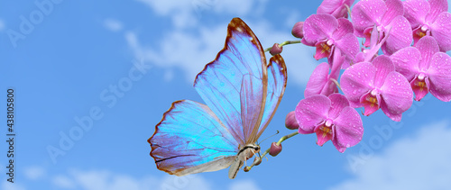 blue  butterfly and pink orchid