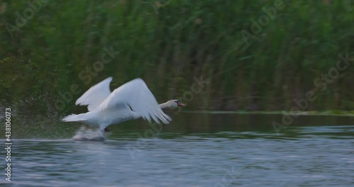 slow motion with a swan taking flight from the water in the Danube Delta. Romania 