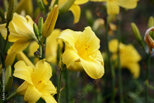 Yellow daylily - Hemerocallis lilioasphodelus or flava. Known also as Lemon Lily and Custard Lily. flower close up moody