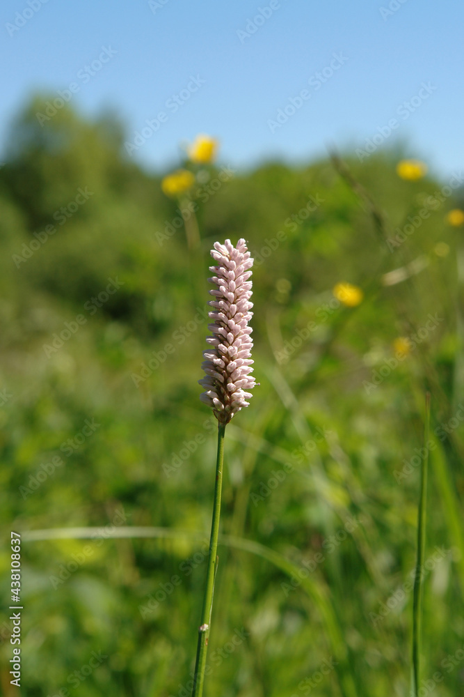 Pink flower of common bistort (Bistorta officinalis or Persicaria bistorta) on the meadow on a sunny summer day, close-up