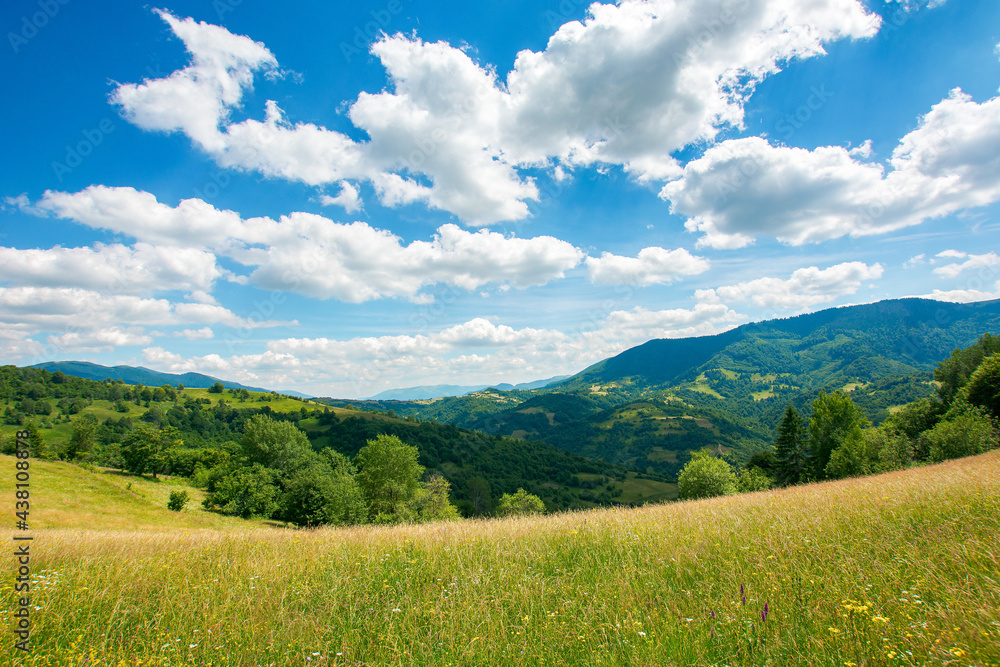 carpathian rural landscape in mountains. grass and herbs on the meadow, trees on the hills rolling down in to the valley. beautiful summer nature scenery on a sunny day with fluffy clouds on the sky