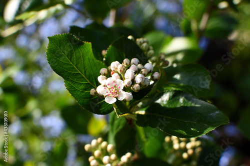 aronia bush blooming with white blossom and buds