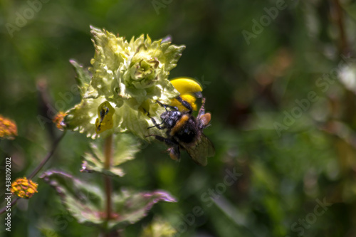 Bourdon butinant une fleur en été dans les prairies des Alpes © jeanmichel deborde
