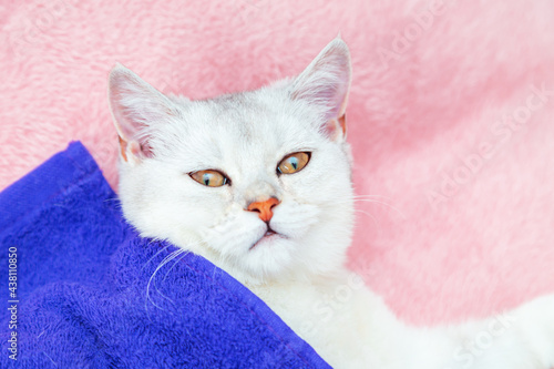 British shorthair chinchilla cat lies on a pink bedspread.