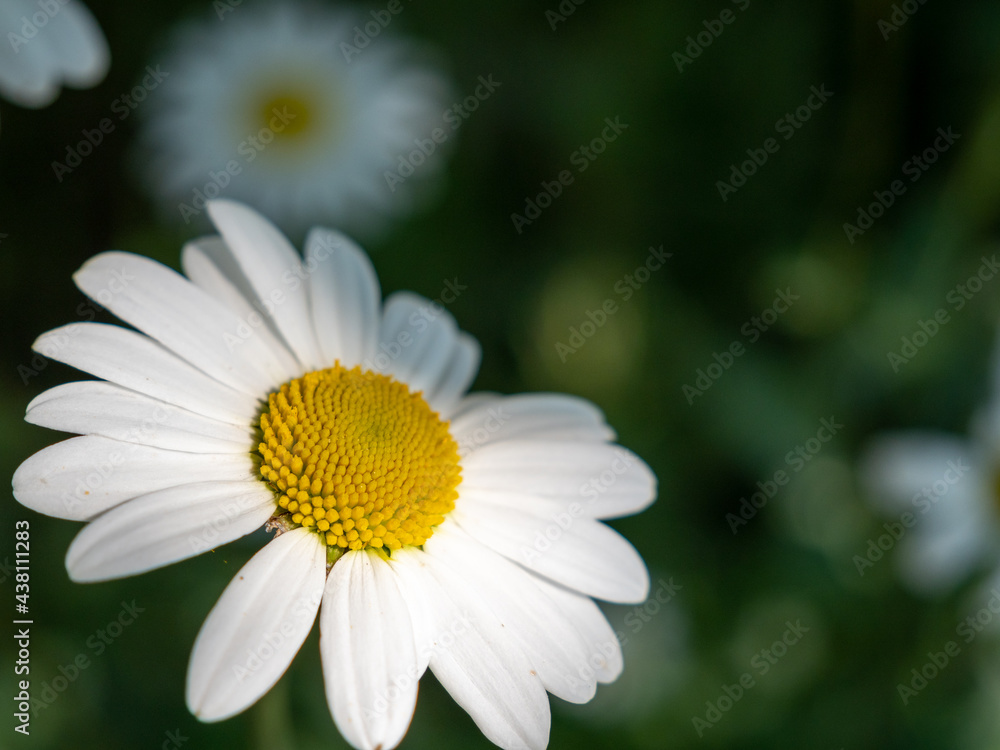 white chamomile flowers in the meadow white chamomile flowers in the meadow