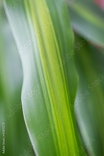 Detail of a leaf of a plant called Trunk of Brazil