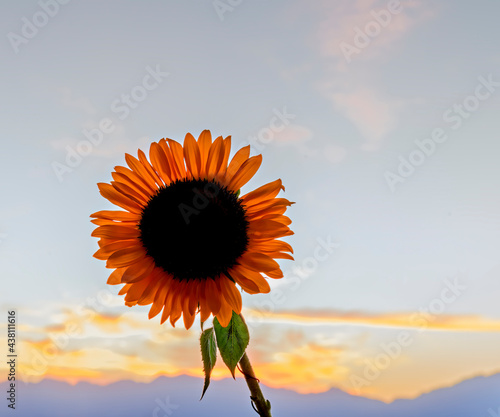 Close-up of beautiful sort of Dutch sunflower against blurred background with...