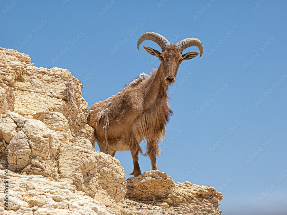 Barbary sheep or Ammotragus lervia standing on the rock.