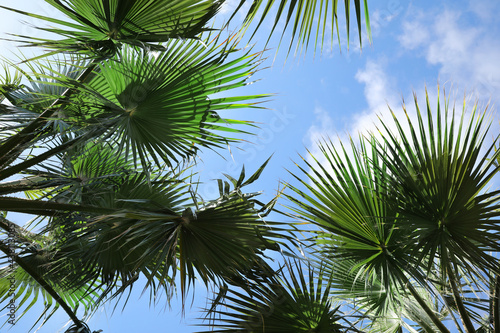 Beautiful palm trees outdoors on sunny summer day, bottom view