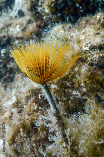 Tubeworm underwater (Sabella spallanzanii) Sea Life photo