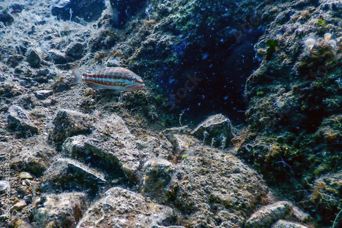 Obraz na płótnie Comber Fish 
