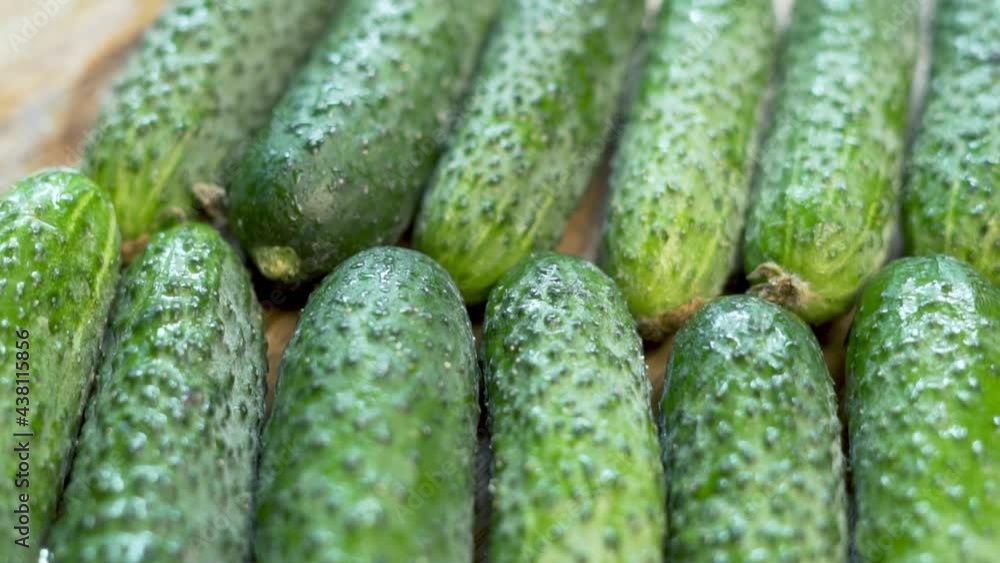 Harvest of Fresh Cucumbers, close-up. Ripe Green Cucumbers on The Counter, Vegetable Store, Market, Supermarket. Vegan Healthy Food and Diet. Background of Cucumbers. Harvest of Fresh Cucumbers, close-up. Ripe Green Cucumbers on The Counter, Vegetable Store, Market, Supermarket. Vegan Healthy Food and Diet. Background of Cucumbers.