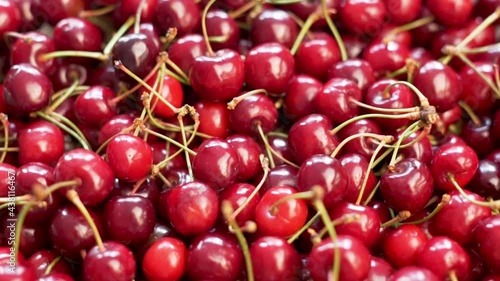 Wallpaper Mural Cherries, Berries, Fruits at the Market, Counter, Store, Supermarket. Fresh Cherry Harvest. Background of Cherry berries. Healthy Vegetarian Food and Vegan Diet. Torontodigital.ca