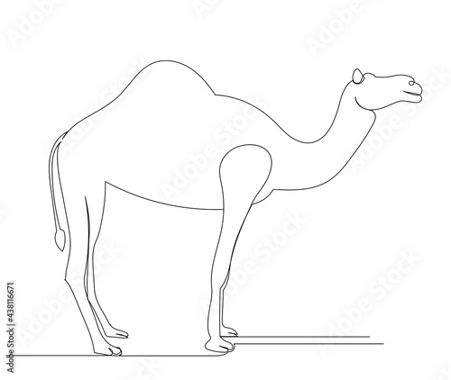 camel drawing by one continuous line isolated, vector